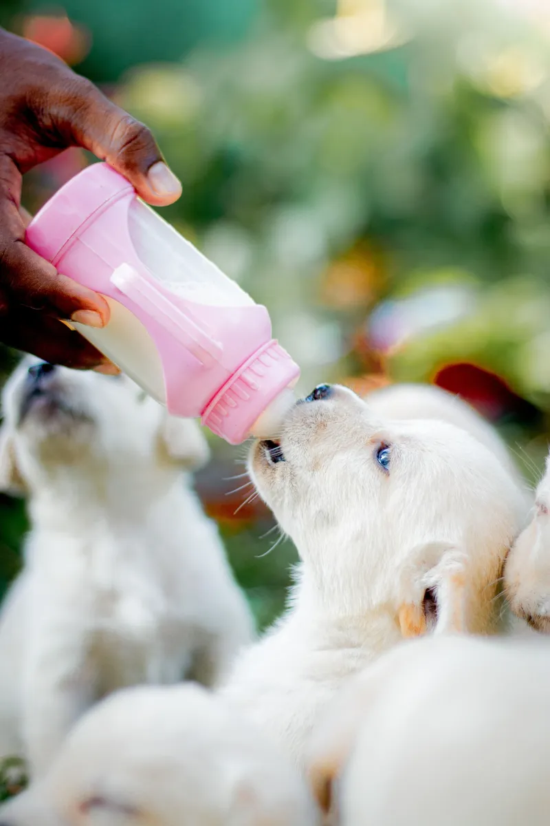 Puppy being bottle-fed milk